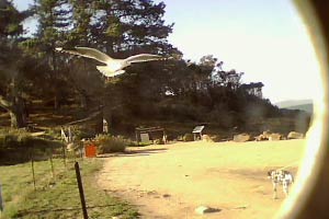 Segull flying near the beach