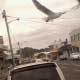 Thumbnail of seagull over car