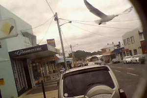 Seagull flying over a car